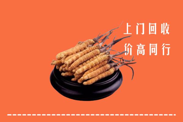 莱芜回收散虫草